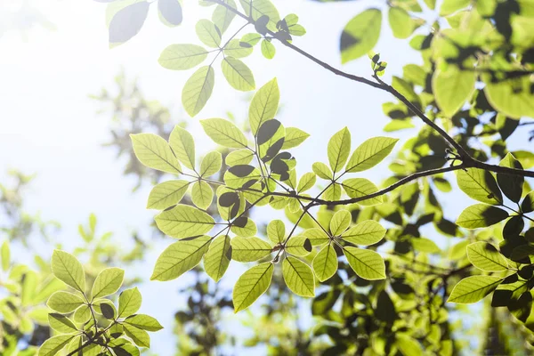Groene bladeren en vervaging met zonlicht achtergrond — Stockfoto