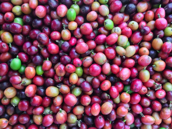 Cerises de café crues fraîchement cueillies et prêtes pour le lavage — Photo