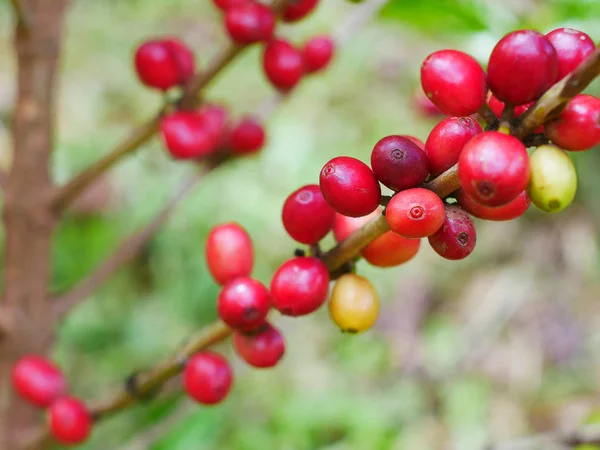 Bliska wiśnia ziaren kawy na oddział Kawa roślin przed zbiorem — Zdjęcie stockowe