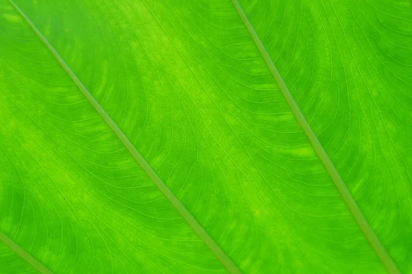 Zielony liść tekstura tło. streszczenie jesień tło uroda botanika komórki jasne zbliżenie — Zdjęcie stockowe