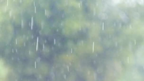 Heavy rain drops fall continuously in the forest rainy season — Stock Video