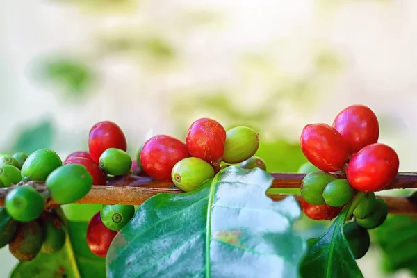 Bliska wiśnia ziaren kawy na oddział Kawa roślin przed zbiorem — Zdjęcie stockowe