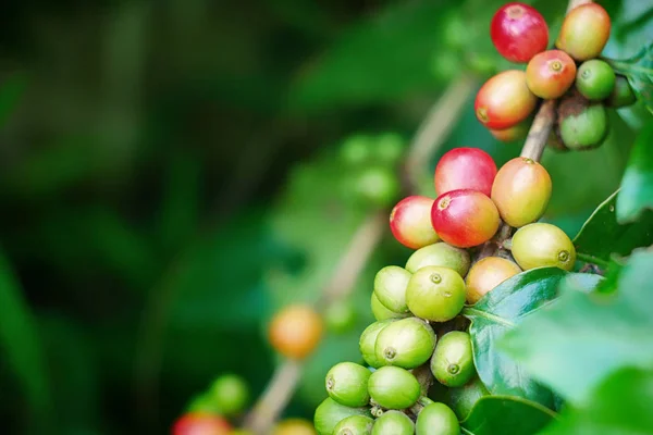Kahve bitki dal üzerinde kiraz kahve fasulye hasat önce kapat — Stok fotoğraf