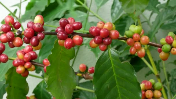 Granos de café cereza en la rama de la planta de café antes de la cosecha — Vídeos de Stock