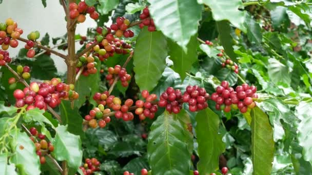 Cherry kaffebönor på grenen av kaffe växter före skörd — Stockvideo