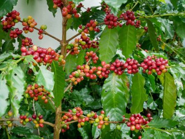 Kırmızı kahve şube arabica ve robusta kahve saç ekimi hasat önce ağacında tarihinde kirazlı