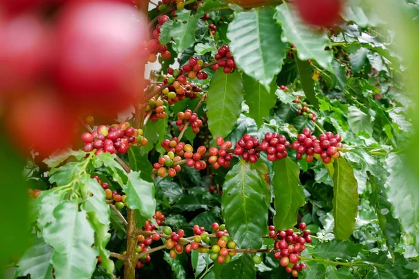Red Kawa cherry na arabica i robusta drzewo gałąź na plantacji kawy przed zbiorem — Zdjęcie stockowe