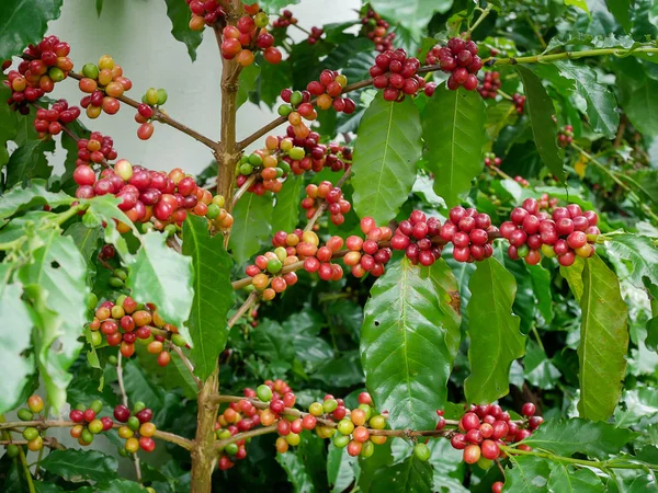 Kırmızı kahve şube arabica ve robusta kahve saç ekimi hasat önce ağacında tarihinde kirazlı
