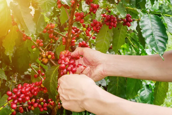 Cherry koffiebonen handen oogsten, arabica koffie bessen — Stockfoto