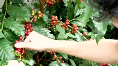 Kiraz kahve çekirdekleri eller hasat, arabica kahve meyveleri