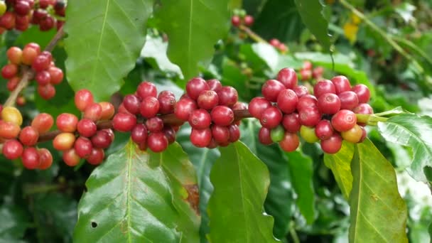 Detailní záběr z třešňového kávová zrna na větvi rostliny kávy před sklizní — Stock video