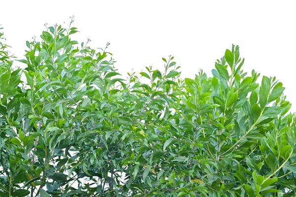 Gröna blad träd topp isolerad på vit bakgrund — Stockfoto