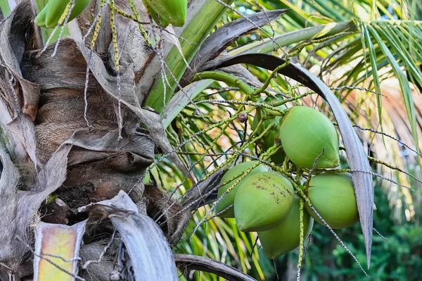 ココナッツの木の植物の上の熱帯ココナッツの果物を閉じる — ストック写真