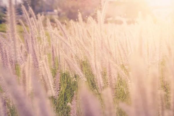 Flor de grama, Close up foco macio um pouco de flores silvestres grama no nascer do sol e pôr do sol fundo quente tom vintage — Fotografia de Stock