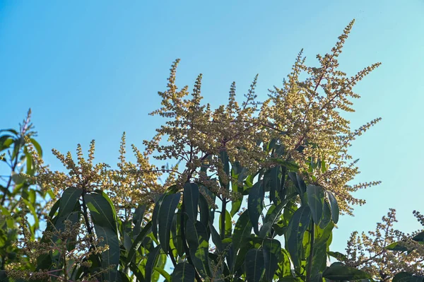 芒果树上的芒果花，芒果花的分枝 — 图库照片