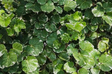 yeşil yaprak arkaplanı bize doğal dekor arkaplan tasarımı kullan