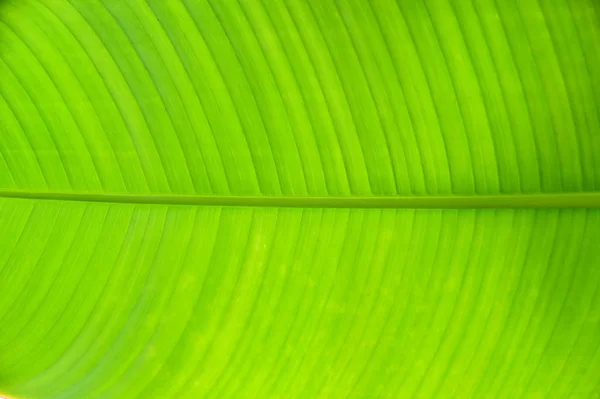 Zbliżenie zielony banan liść tekstura streszczenie tło — Zdjęcie stockowe