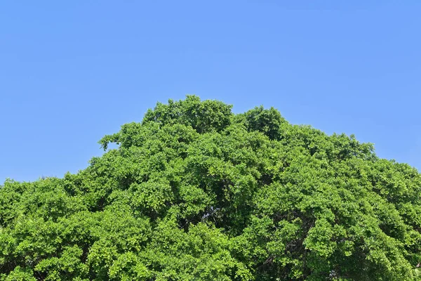 Folhas verdes árvore no céu azul fundo — Fotografia de Stock