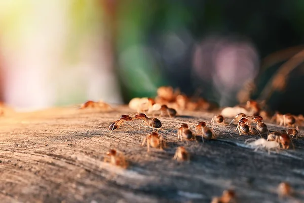 Termietenkolonie Termieten Eten Hout Termieten Die Naar Buiten Komen Nadat — Stockfoto