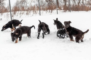 Taze pofuduk karda yerde oynayan sevimli siyah köpek ailesinin portresi..