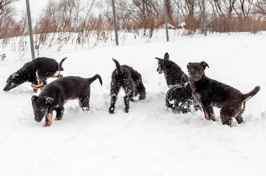 Portrait of a family of cute black dogs playing on the ground in the fresh fluffy snow.