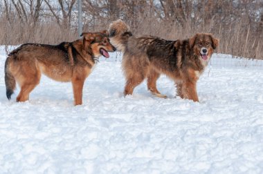 Büyük, güzel, kırmızı, neşeli köpekler kırsalda karla kaplı bir alanda koşup zıplıyorlar.