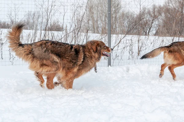 Grandes, hermosos perros rojos y alegres corren y saltan alegremente en una zona cubierta de nieve en el campo —  Fotos de Stock