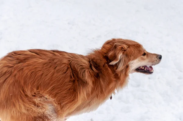 Grote, mooie rode, vrolijke honden rennen en springen vrolijk op een besneeuwd gebied op het platteland — Stockfoto