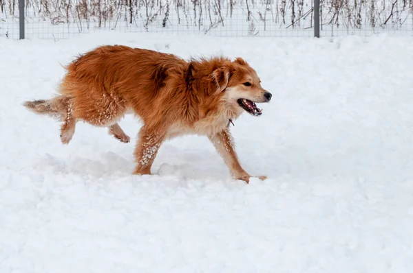 Grote, mooie rode, vrolijke honden rennen en springen vrolijk op een besneeuwd gebied op het platteland — Stockfoto