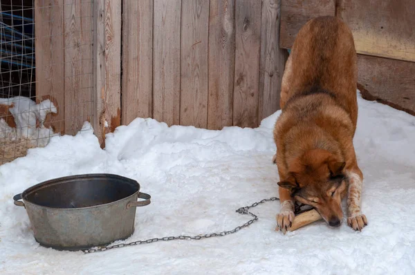 Un gran perro rojo hermoso en una cadena junto a una casa de perro mastica en un hueso congelado — Foto de Stock