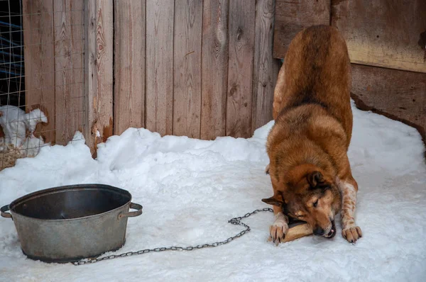 Un gran perro rojo hermoso en una cadena junto a una casa de perro mastica en un hueso congelado — Foto de Stock