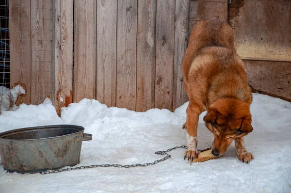 Un gran perro rojo hermoso en una cadena junto a una casa de perro mastica en un hueso congelado — Foto de Stock