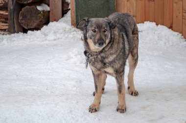 Evsiz köpekler için barınakta köpek kulübesinde zincirlenmiş büyük, güzel, gri bir köpek..