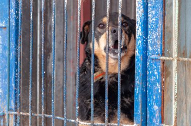 Barınağın arkasındaki köpek kulübesinde evsiz köpekler için büyük, tehditkar bir köpek.