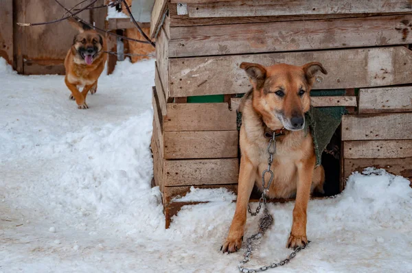 Un gran perro rojo hermoso en una cadena junto a una perrera en un refugio para perros sin hogar . — Foto de Stock