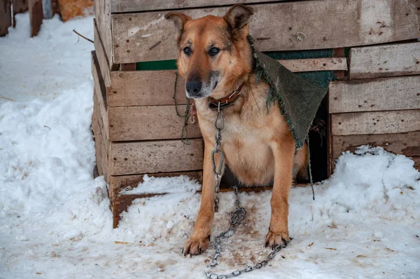 Un gran perro rojo hermoso en una cadena junto a una perrera en un refugio para perros sin hogar . — Foto de Stock