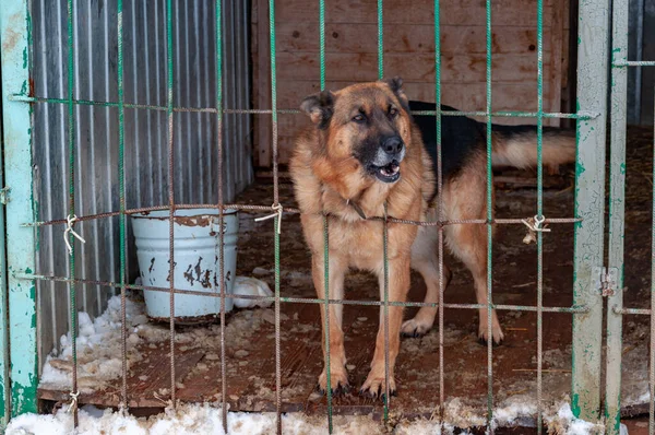Un perro grande, hermoso y amenazante en una casa de perro en un refugio para indigentes sacó su cabeza de la jaula — Foto de Stock
