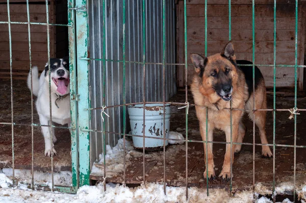Un perro grande, hermoso y amenazante en una casa de perro en un refugio para indigentes sacó su cabeza de la jaula — Foto de Stock