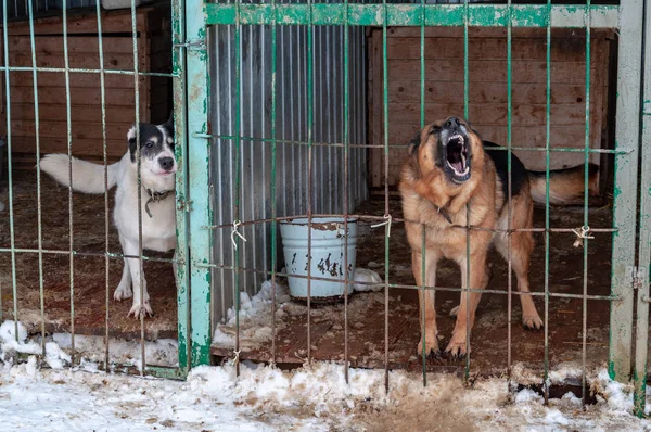 Un perro grande, hermoso y amenazante en una casa de perro en un refugio para indigentes sacó su cabeza de la jaula — Foto de Stock