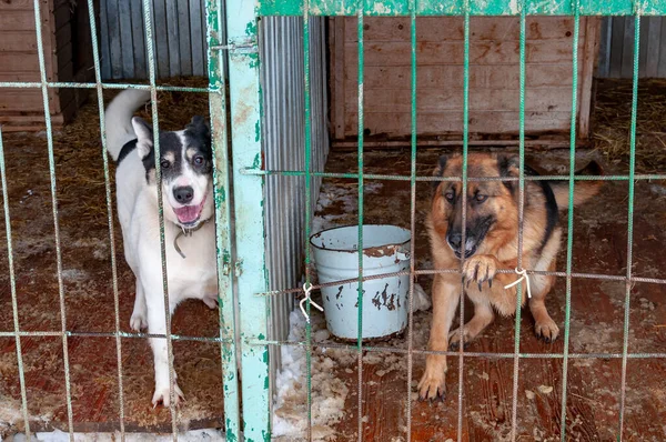 En stor, vacker, hotfull hund i en hundkoja bakom galler i ett härbärge för hemlösa. — Stockfoto