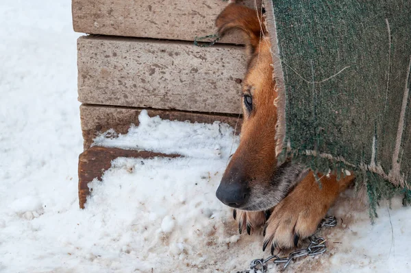Un hermoso perro se ve tímidamente fuera de una casa de perro cerrada en un refugio para perros sin hogar . — Foto de Stock