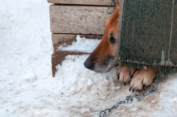 Un hermoso perro se ve tímidamente fuera de una casa de perro cerrada en un refugio para perros sin hogar . — Foto de Stock