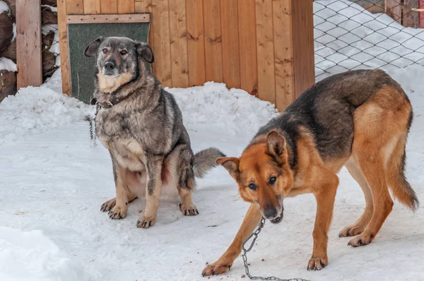 Dos perros grandes encadenados frente a sus cabinas en un refugio para perros sin hogar . — Foto de Stock
