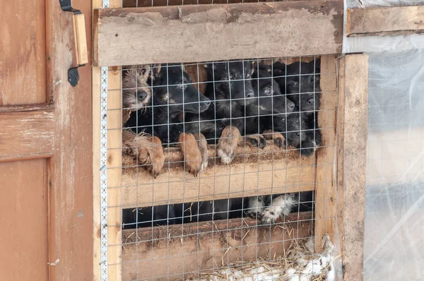 Cinco cachorros negros y su madre miran curiosamente desde una jaula en un refugio para perros callejeros — Foto de Stock
