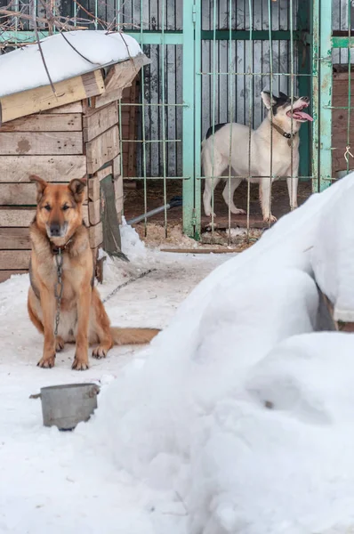 Perros en el territorio y en una jaula en un refugio para perros sin hogar. Enfoque en el fondo . — Foto de Stock