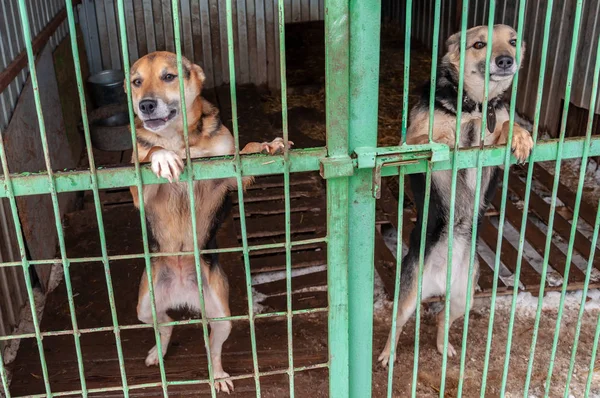 Two cute dogs with touching eyes look out of a cage in a shelter for homeless dogs.