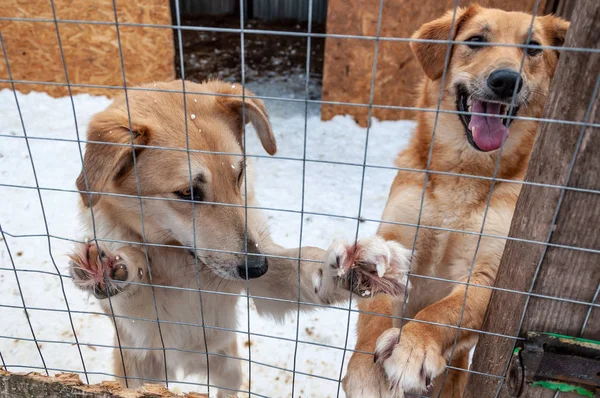 Dos perros lindos con ojos conmovedores miran desde una jaula en un refugio para perros sin hogar . — Foto de Stock