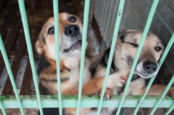 Dokunaklı gözlü iki sevimli köpek evsizler barınağında bir kafesten dışarı bakarlar..