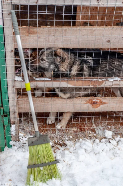 Una escoba para limpiar las jaulas de un refugio para perros callejeros. Perros en el fondo — Foto de Stock