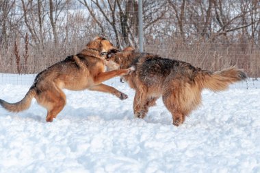 İki büyük güzel kırmızı köpek karda oynarken kavga eder gibi yapıyor.